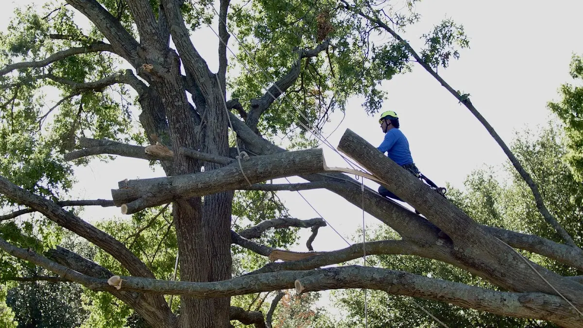 Professional Crown Thinning performed by certified arborists in Benham
